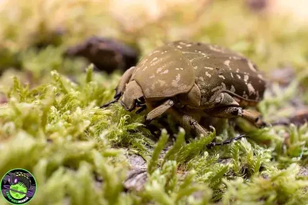 Protaetia culta culta