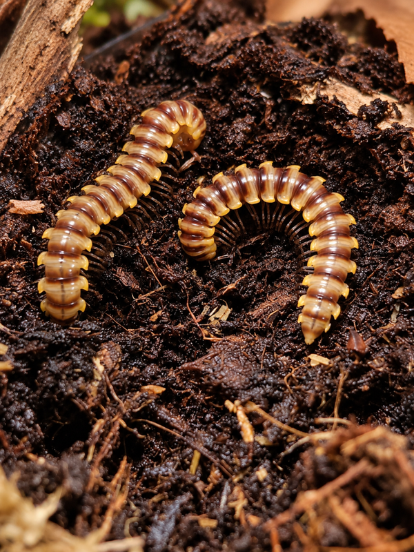 Orthomorpha subkarschi