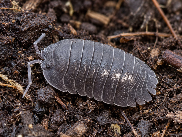 Armadillidium frontirostre
