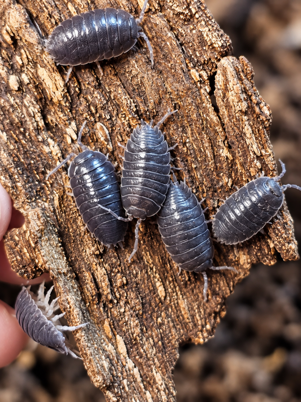 Porcellio laevis black