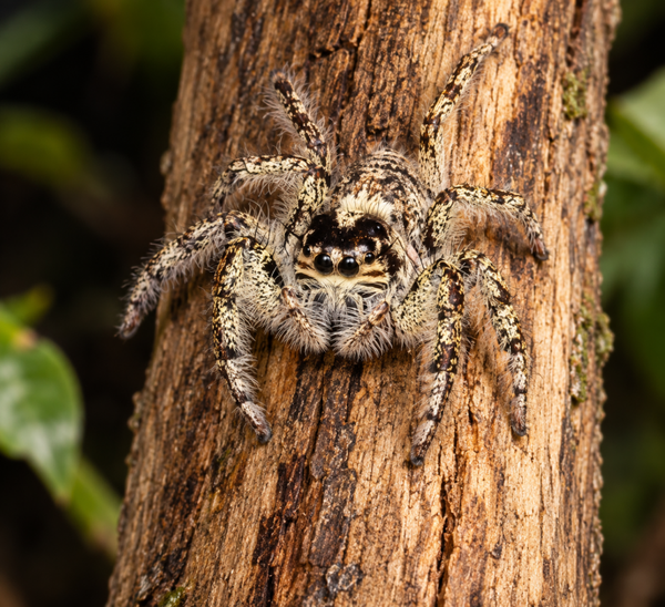 Hyllus giganteus