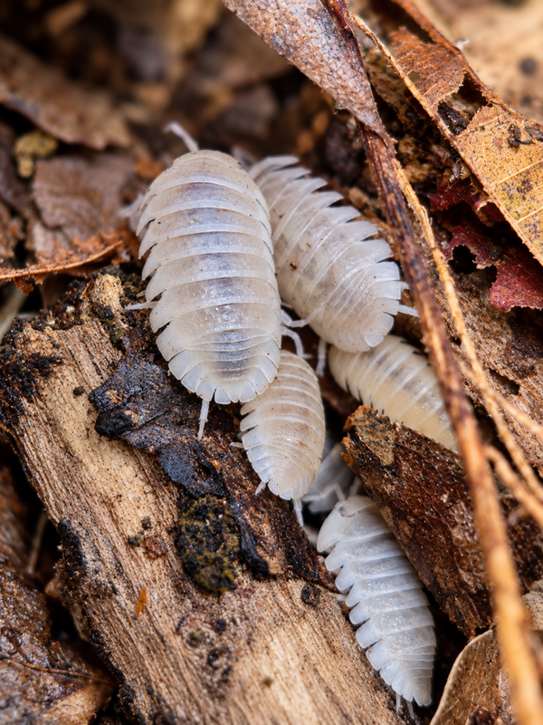 Armadillidium granulatum white pearl