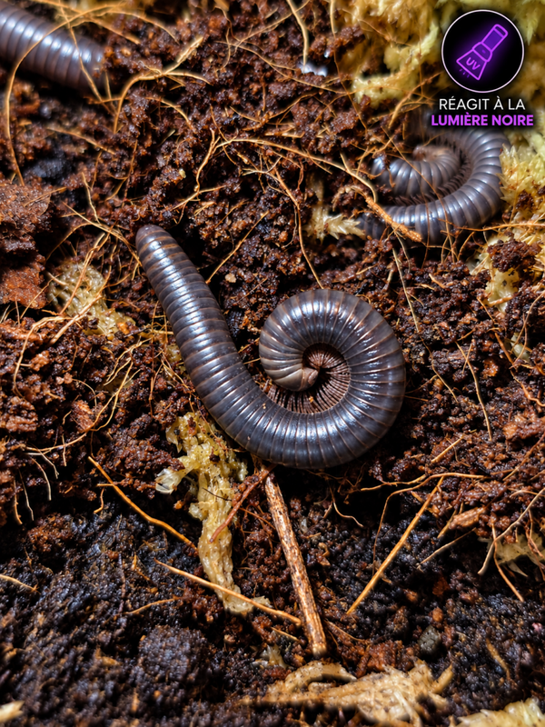 Benoitolus sp "Khao sok"