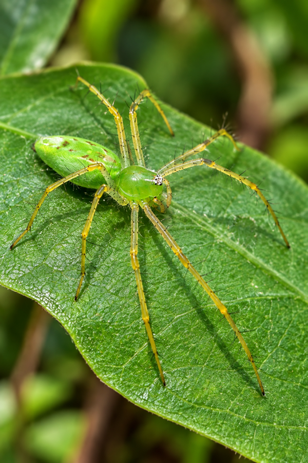 Peucetia viridans pro