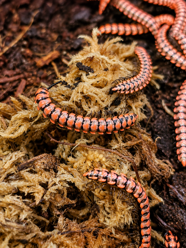 Antheromorpha uncinata pro
