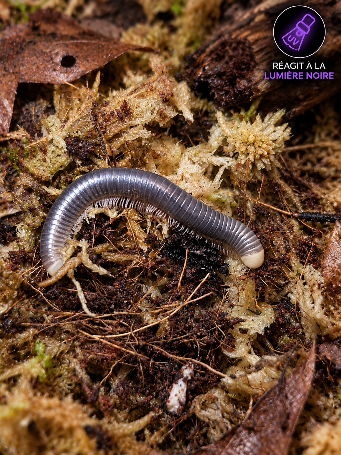 Coxobellus albiceps