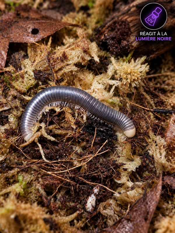 Coxobellus albiceps