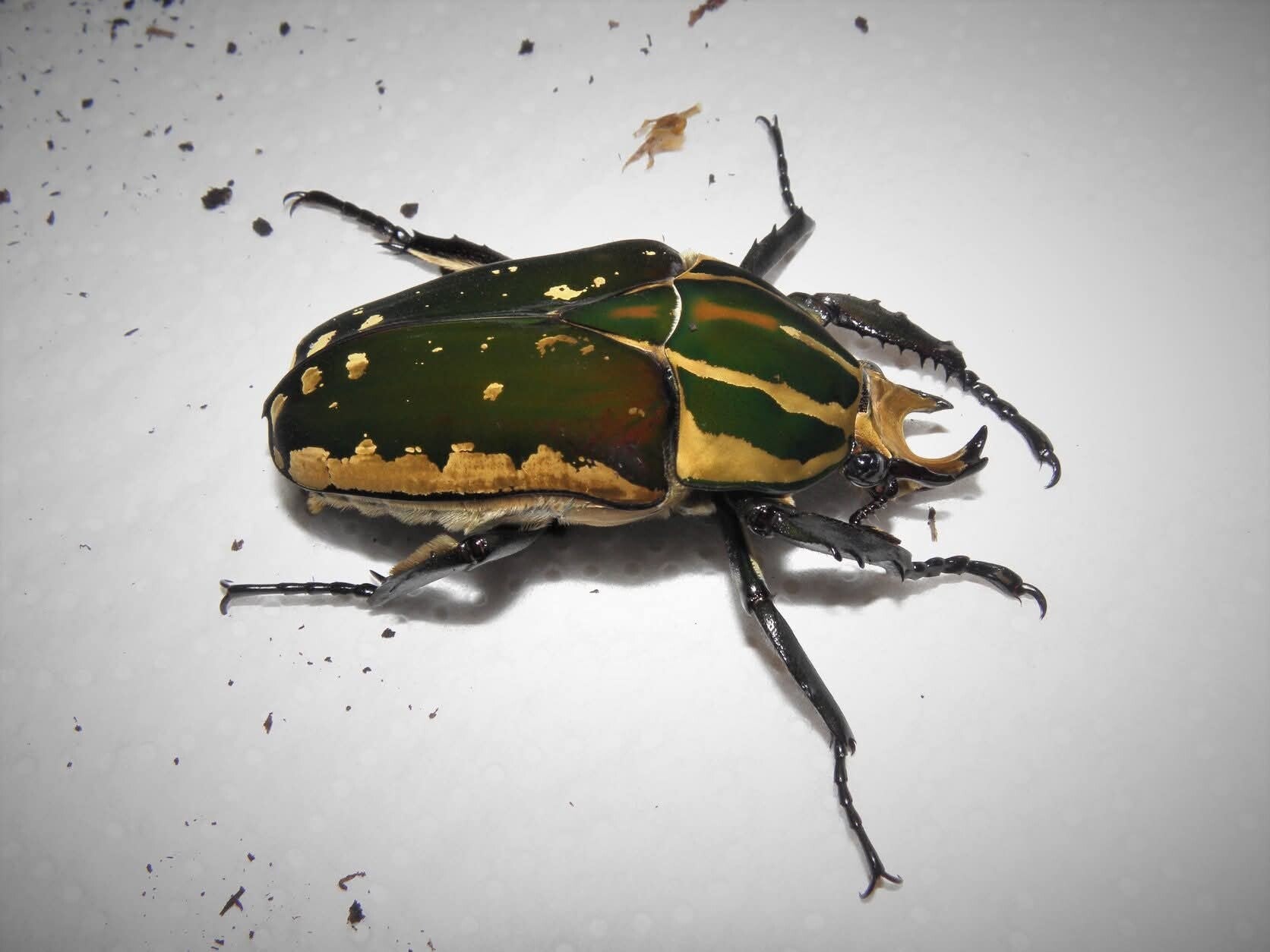 Mecynorrhina polyphemus confluens