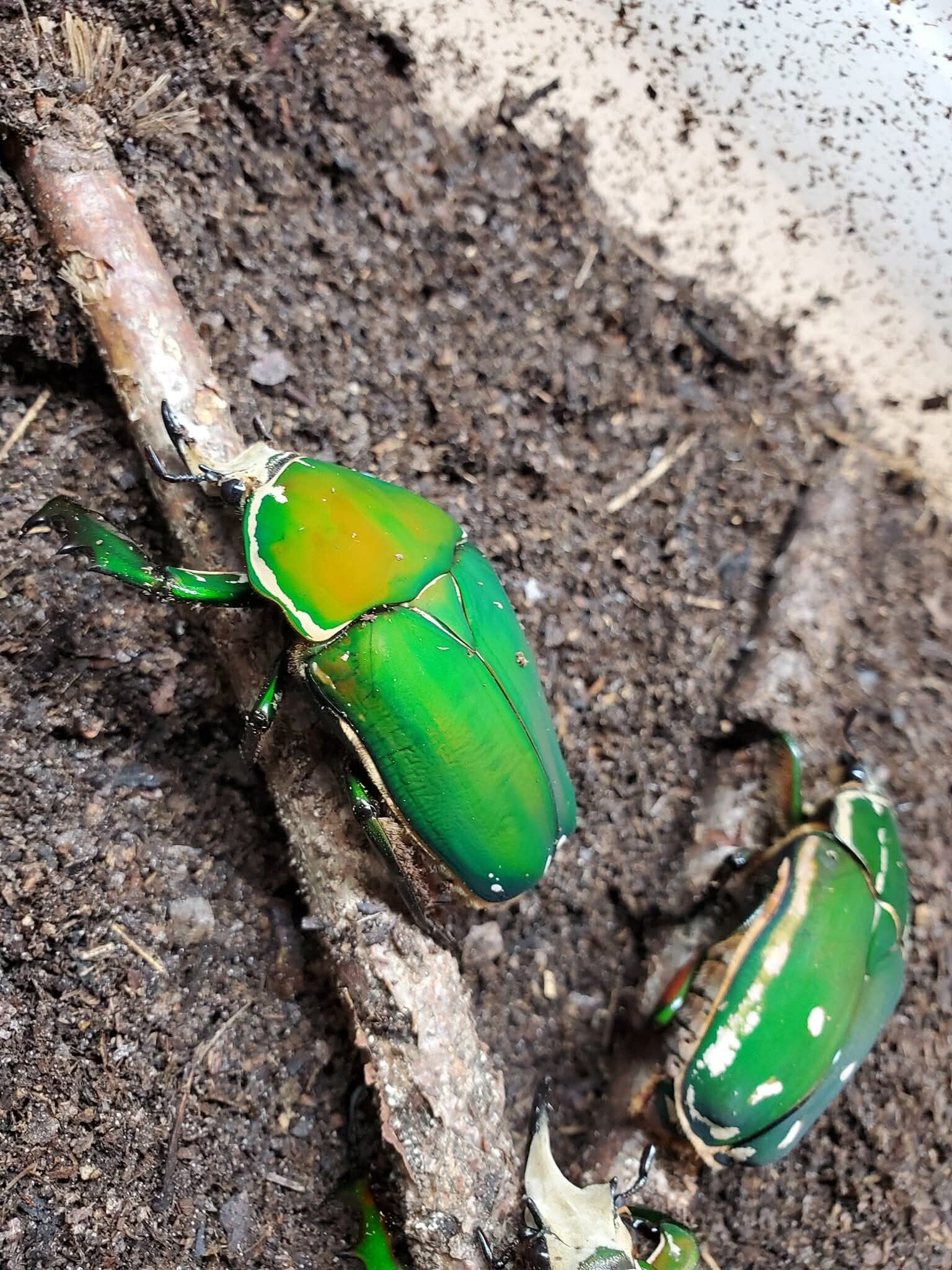 Mecynorrhina polyphemus confluens