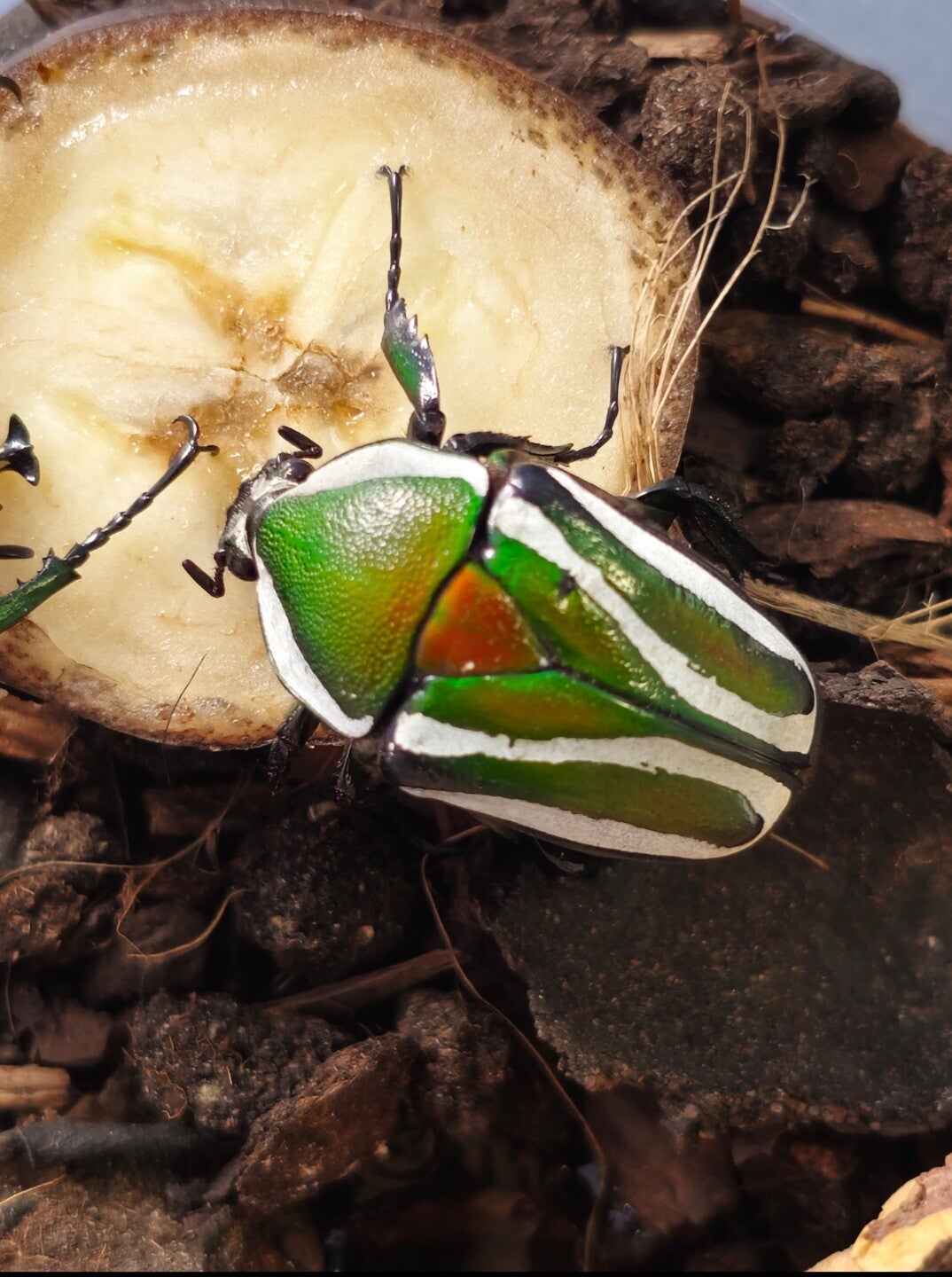 Dicronorhina derbyana layardi