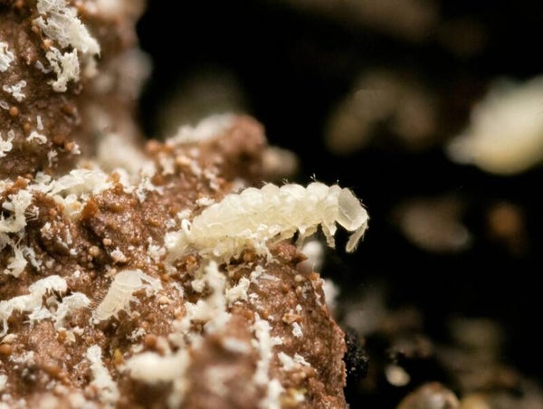 Ceratophysella sp snowflakes