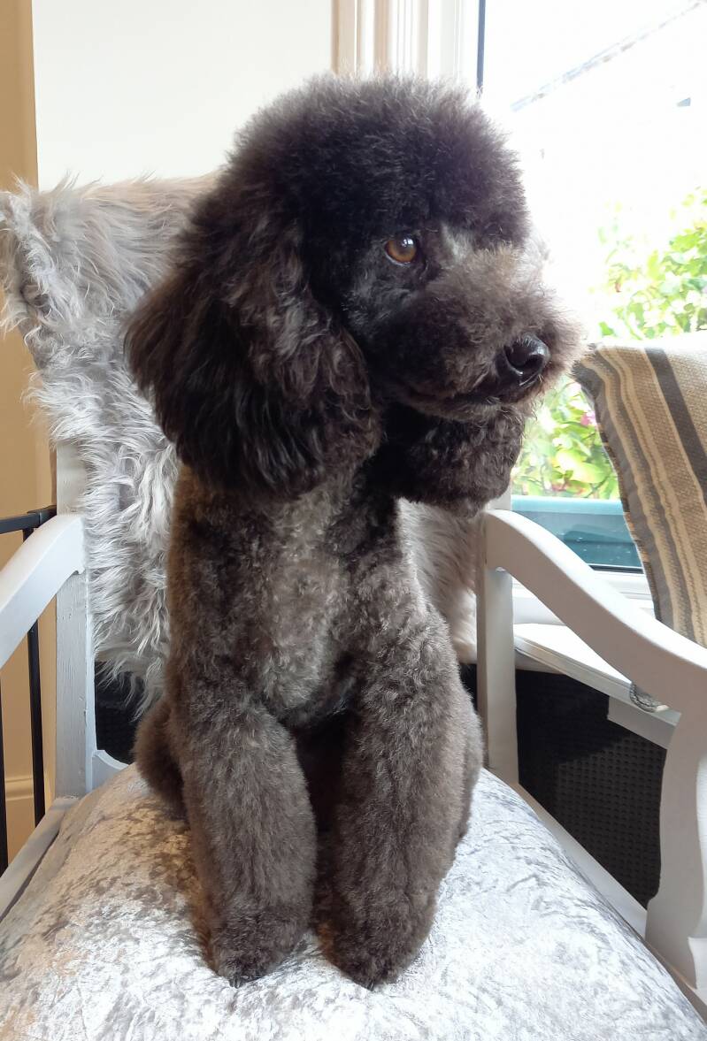 toy poodle groomed by the norfolk groomer in cromer
