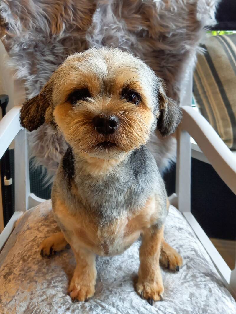 yorkie cross groomed by the norfolk groomer in cromer