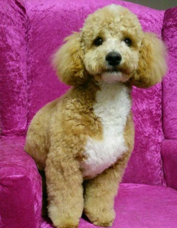 poochon dog groomed by the norfolk groomer in cromer
