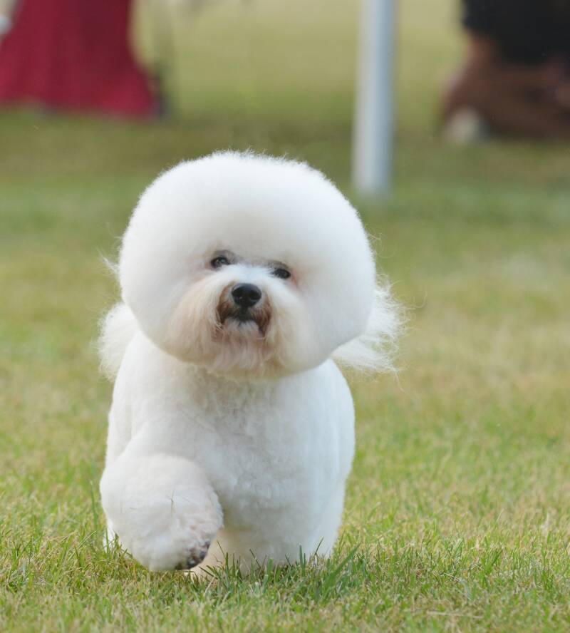 bichon frise groomed to breed standard