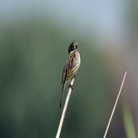 DSC_5436-1.jpg