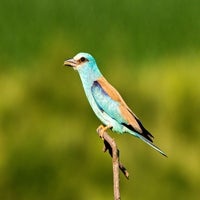 DSC_9490-3.jpg