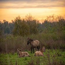 DSC_0233.jpg