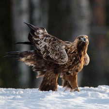 DSC_6414-1.jpg