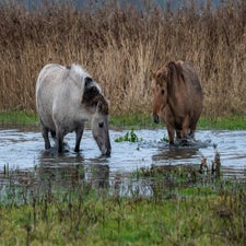 DSC_0518-1.jpg