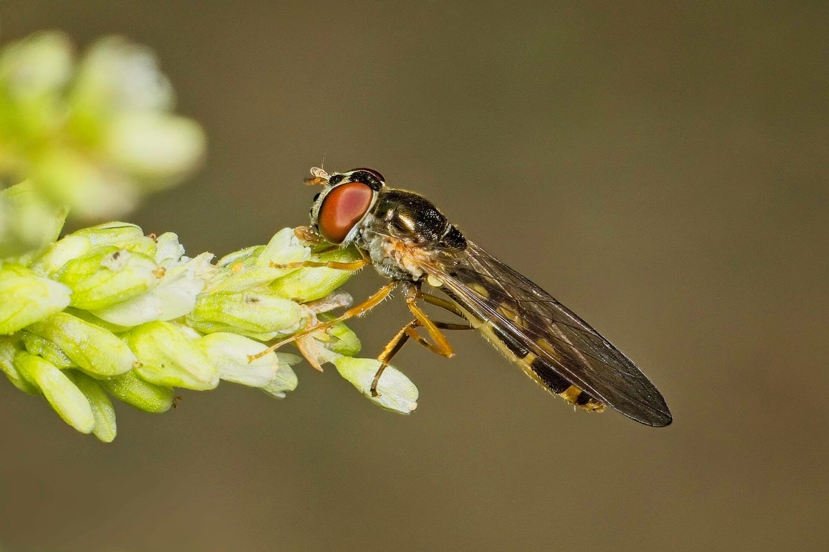 Vliegen / Insecten | Natuurfotografie