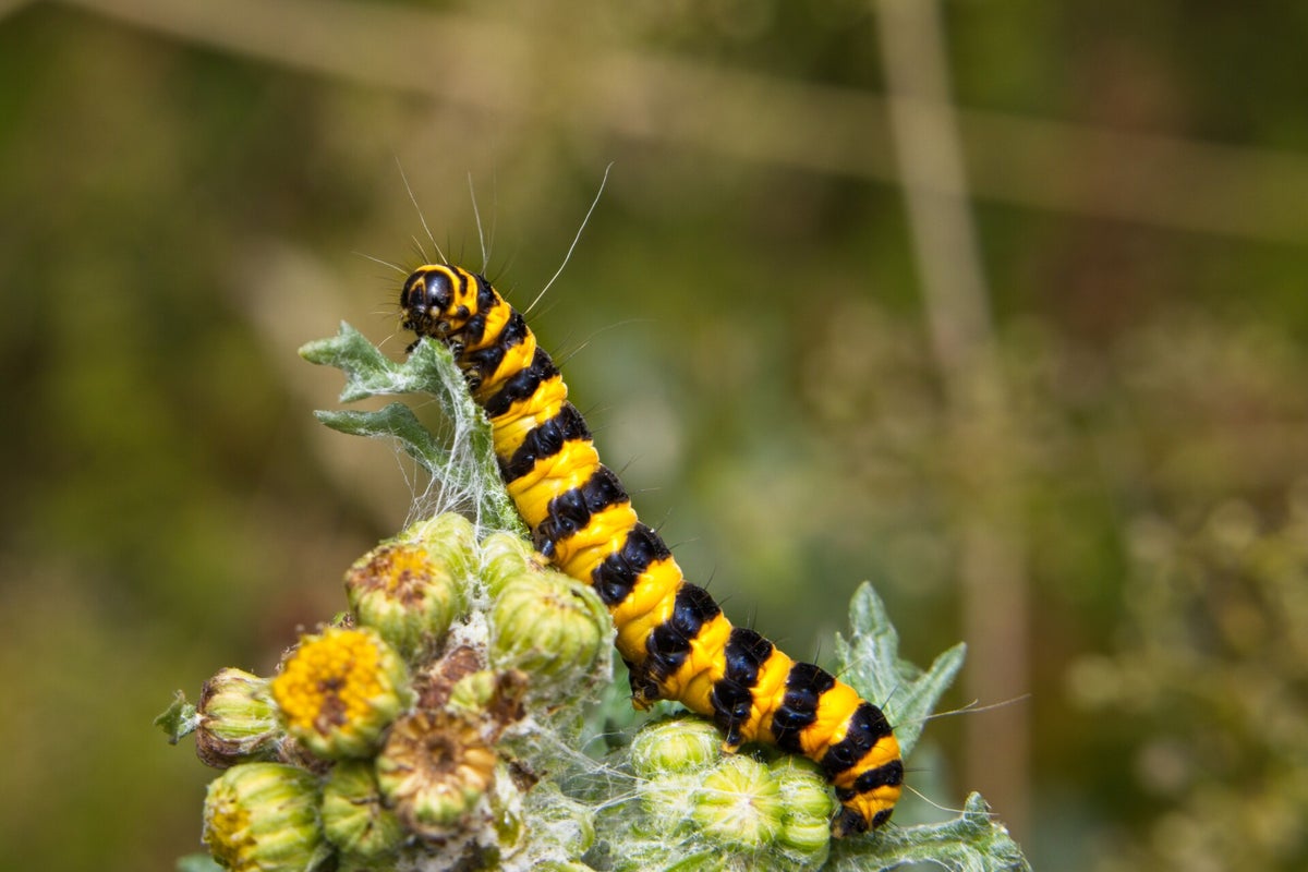 Rupsen / Insecten | Natuurfotografie