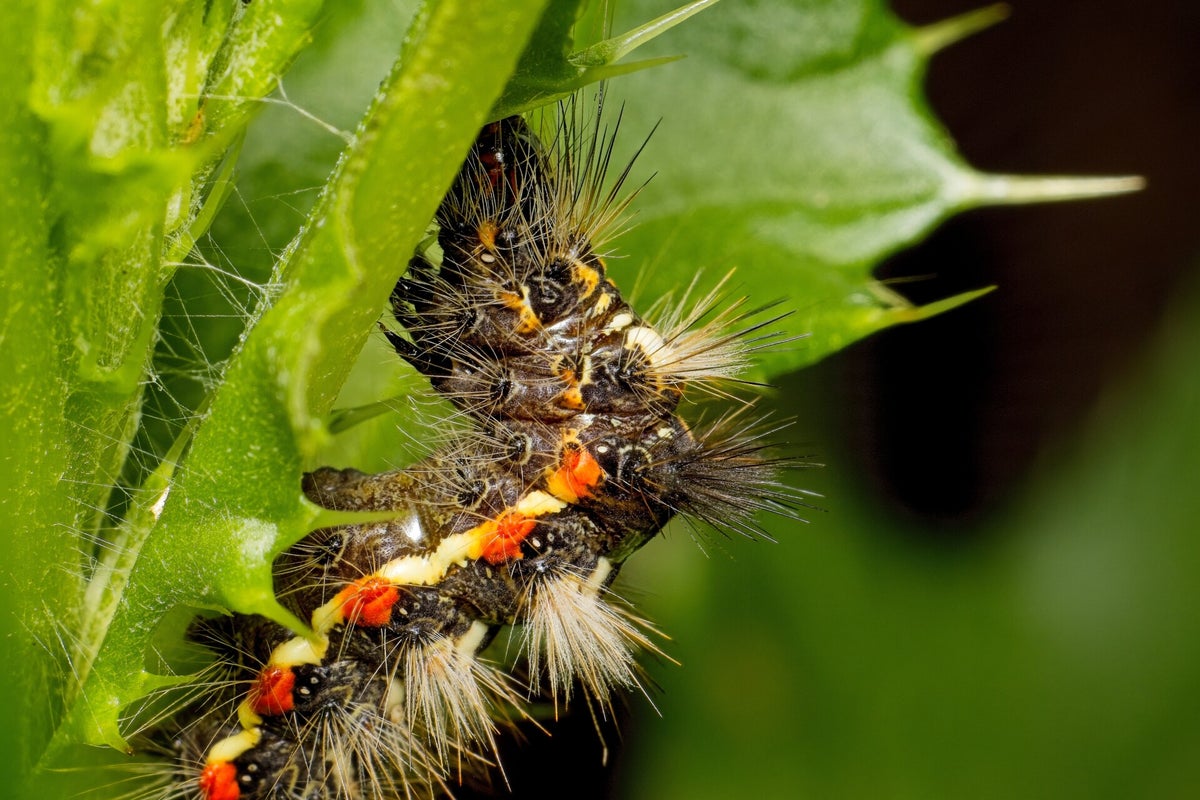 Rupsen / Insecten | Natuurfotografie