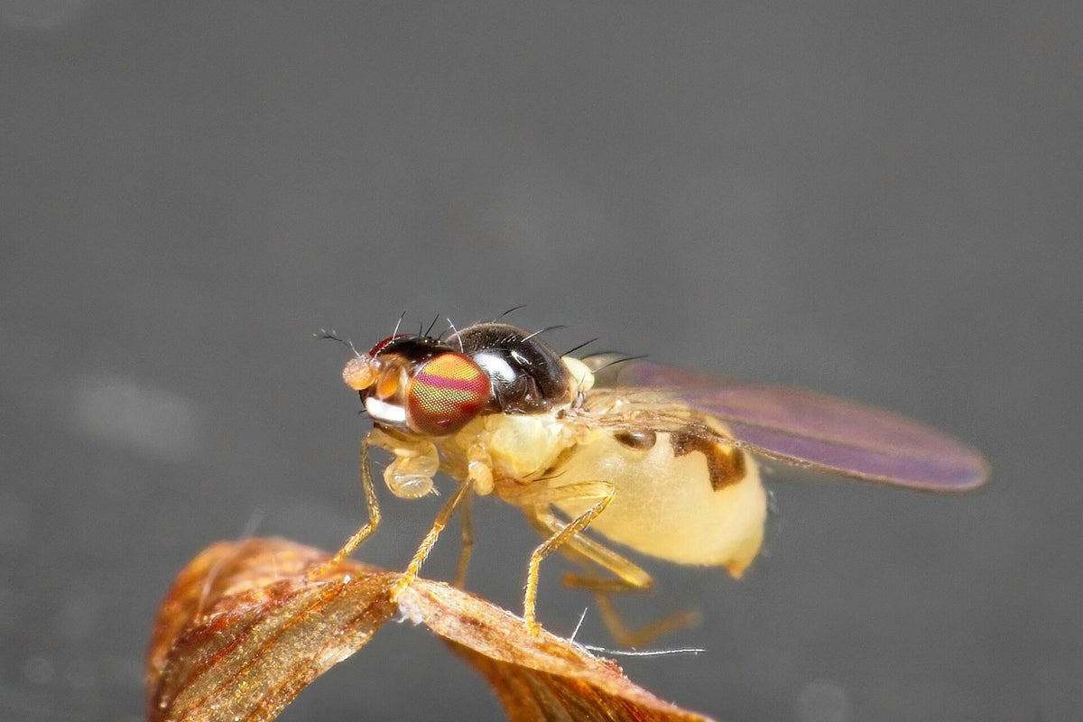 Vliegen / Insecten | Natuurfotografie