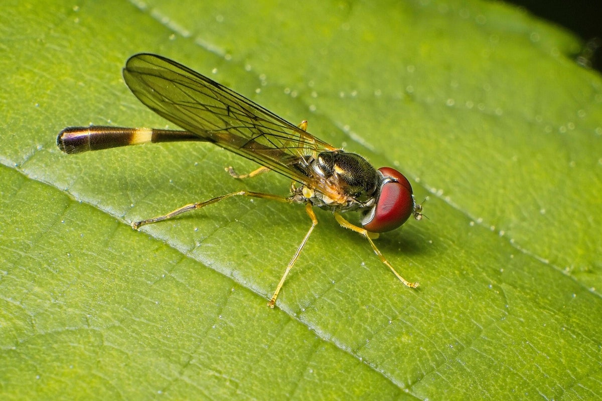 Vliegen Insect Vliegen / Insecten | Natuurfotografie