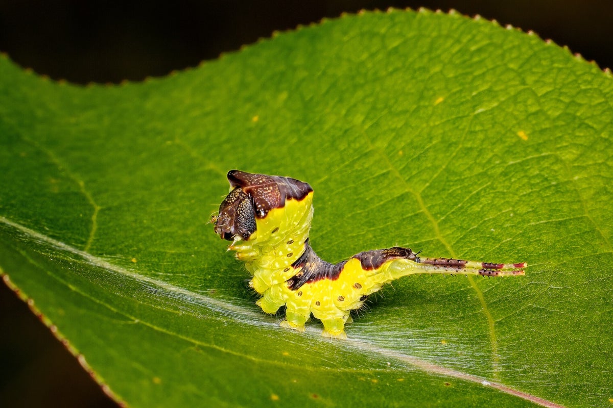 Rupsen / Insecten | Natuurfotografie