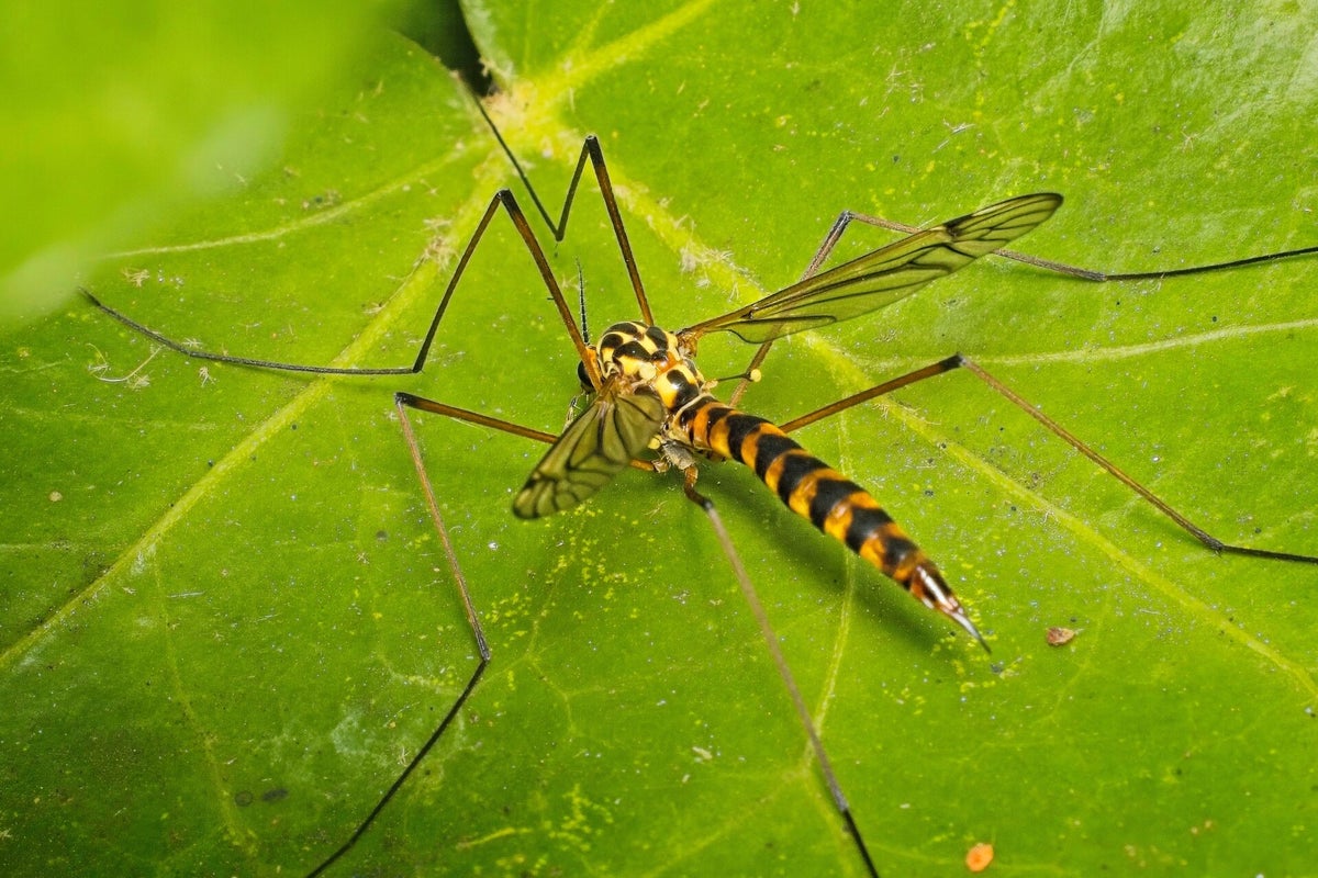 Vliegen / Insecten | Natuurfotografie
