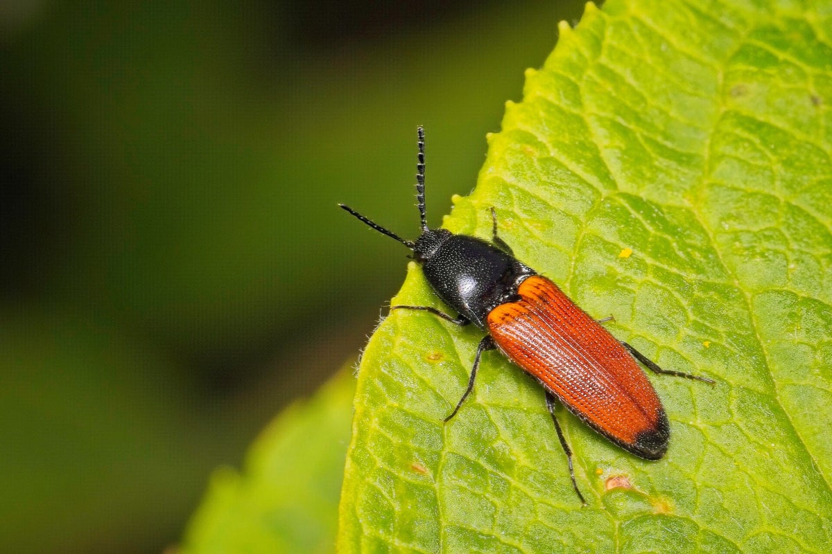 Kevers / Insecten | Natuurfotografie