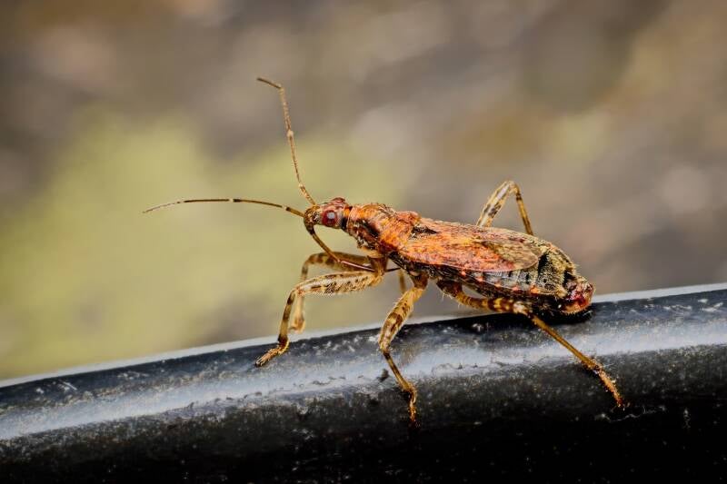 HAWTHORN SHIELD BUG (ACANTHOSOMA HAEMORRHOIDALE) - Meidoornkielwants