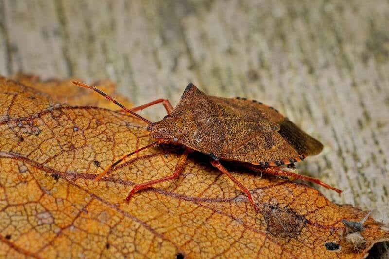 HAWTHORN SHIELD BUG (ACANTHOSOMA HAEMORRHOIDALE) - Meidoornkielwants