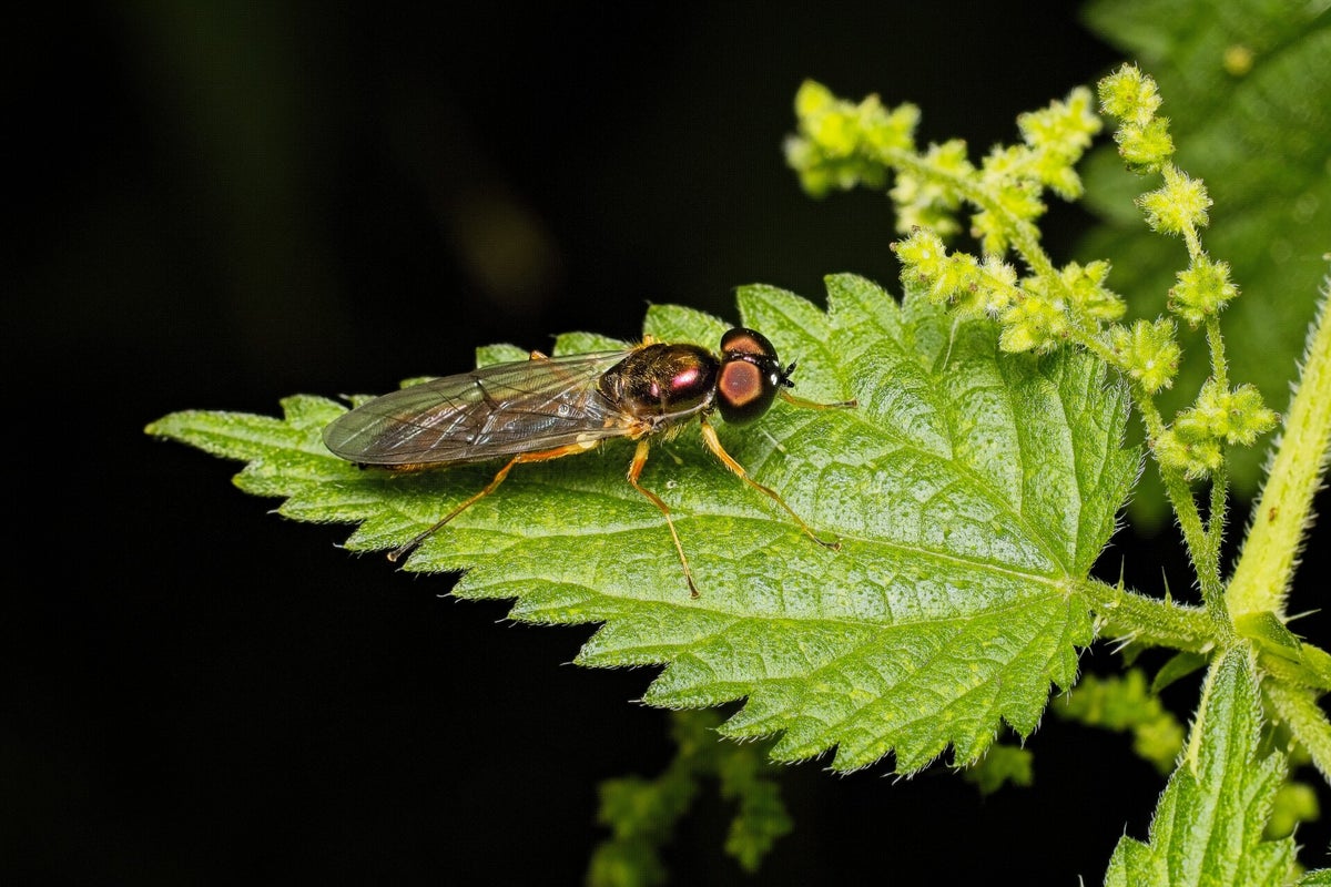 Vliegen Insect Vliegen / Insecten | Natuurfotografie