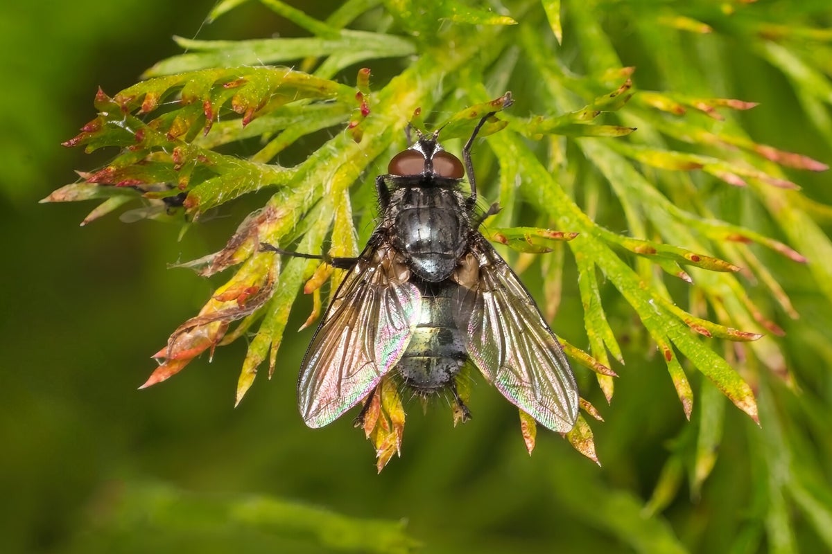 Vliegen / Insecten | Natuurfotografie