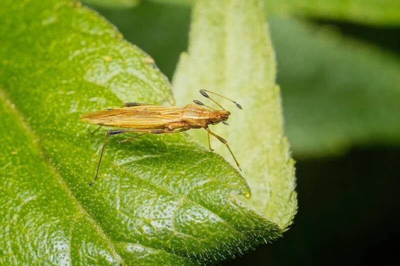HAWTHORN SHIELD BUG (ACANTHOSOMA HAEMORRHOIDALE) - Meidoornkielwants