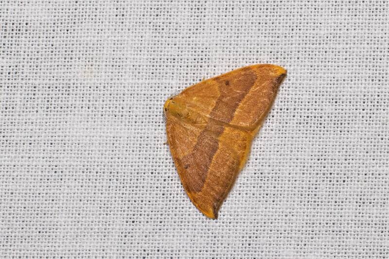 WINTER MOTH (OPEROPHTERA BRUMATA) - Kleine wintervlinder