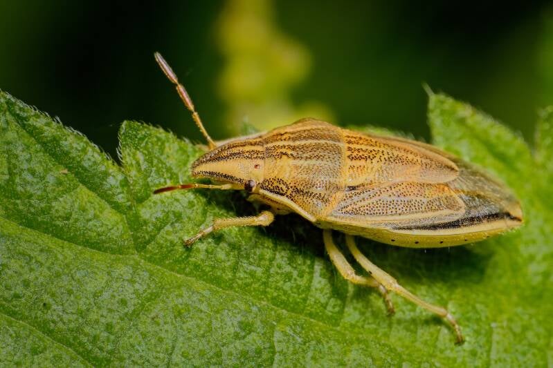 HAWTHORN SHIELD BUG (ACANTHOSOMA HAEMORRHOIDALE) - Meidoornkielwants