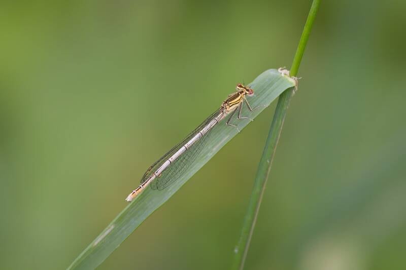 COMMON WINTER DAMSEL (SYMPECMA FUSCA) - Bruine winterjuffer
