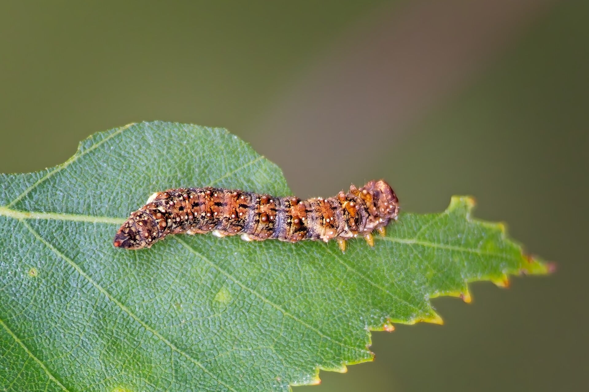 Rupsen / Insecten | Natuurfotografie