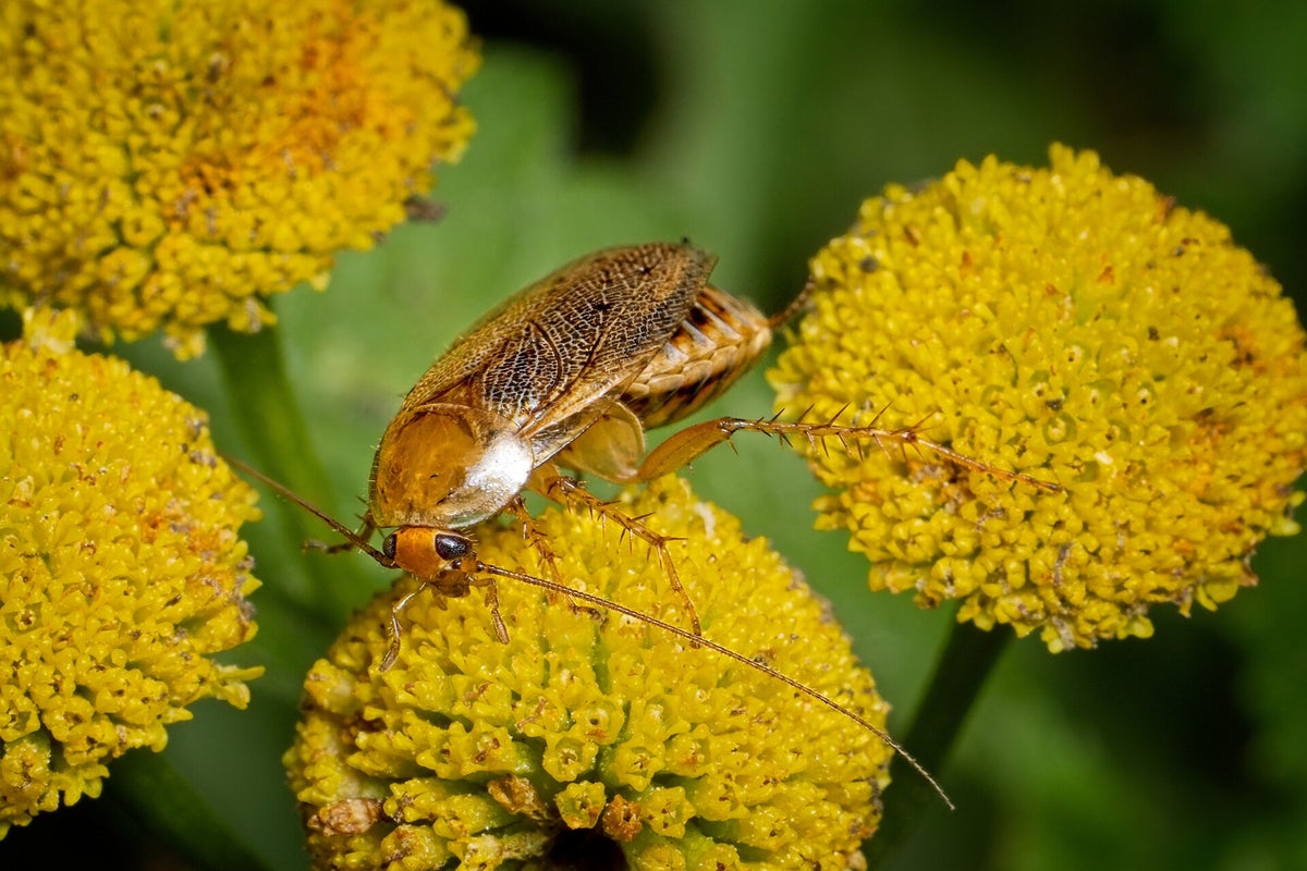 Overige insecten / Insecten | Natuurfotografie