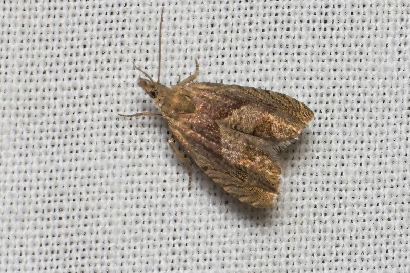 WINTER MOTH (OPEROPHTERA BRUMATA) - Kleine wintervlinder