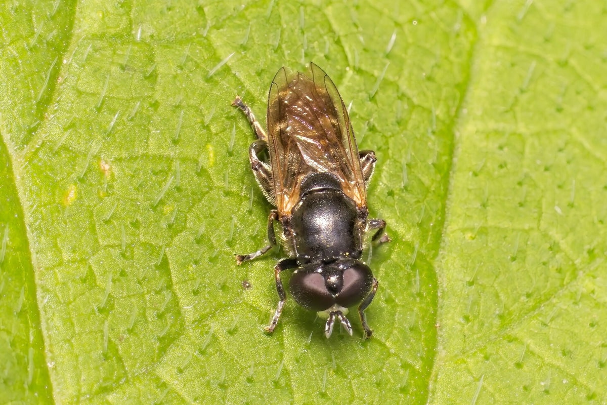 Vliegen / Insecten | Natuurfotografie