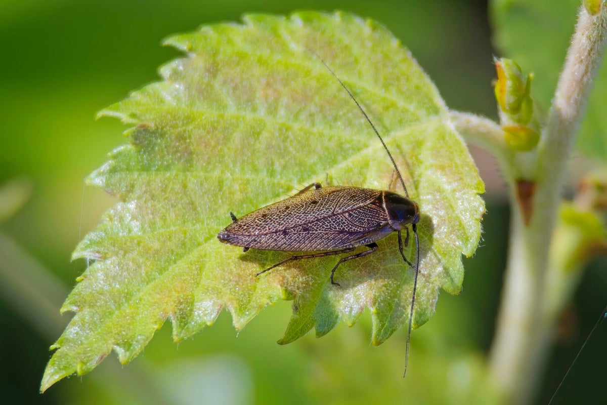 Overige insecten / Insecten | Natuurfotografie