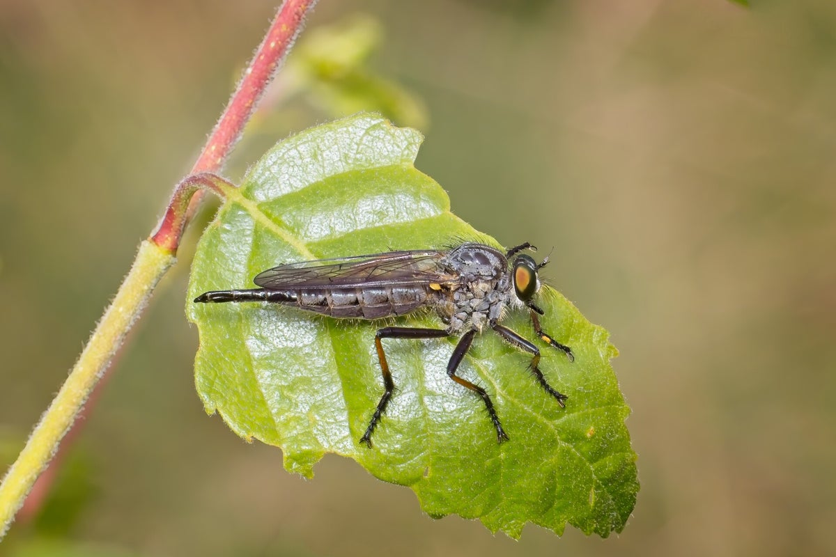 Vliegen / Insecten | Natuurfotografie