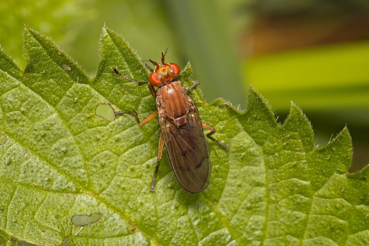 Vliegen / Insecten | Natuurfotografie