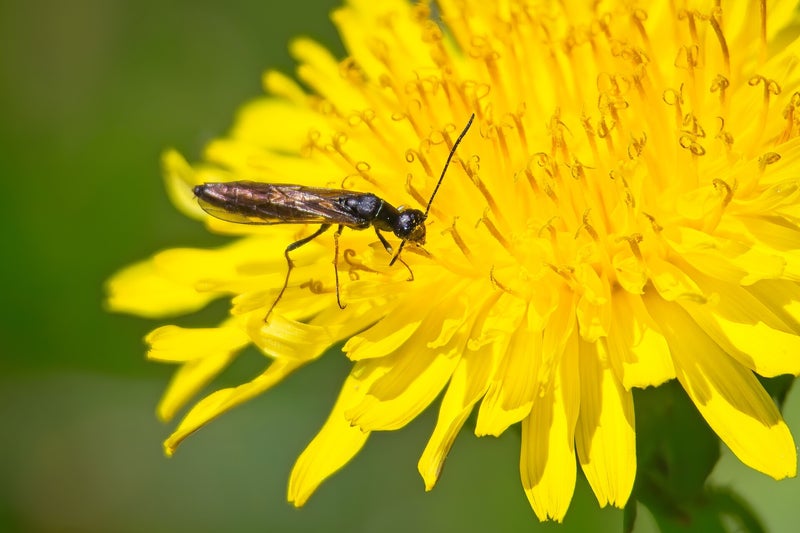 Ophion Obscuratus