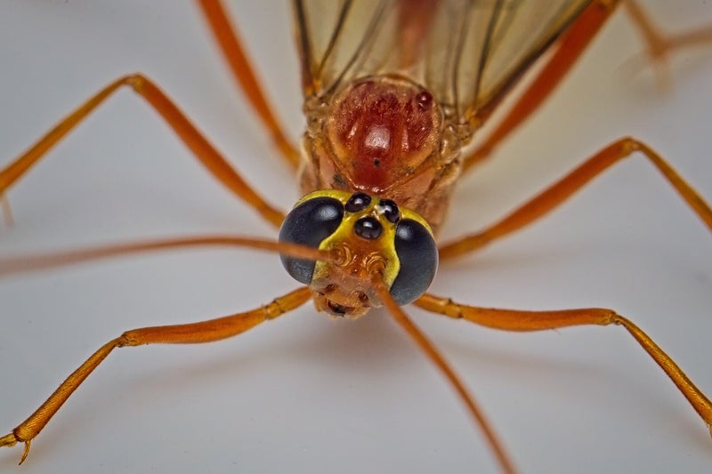 Ophion Obscuratus