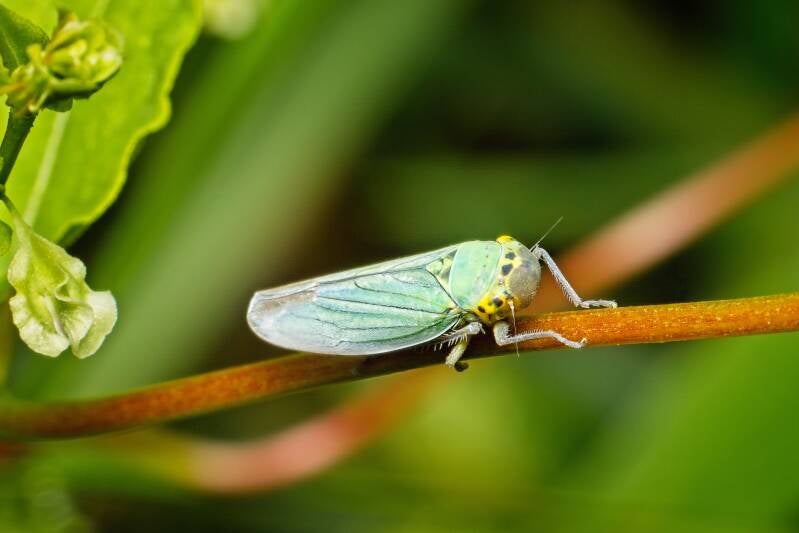 HAWTHORN SHIELD BUG (ACANTHOSOMA HAEMORRHOIDALE) - Meidoornkielwants